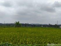 Produksi Padi Kuningan Januari-Agustus 2025 Tembus 305 Ribu Ton