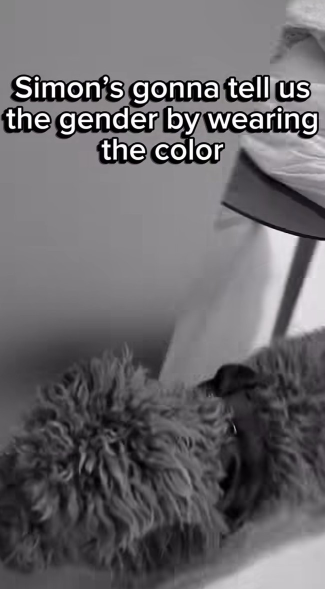 Uniknya Aurelie dan Tyler meminta bantuan anjing mereka untuk mengungkap jenis kelamin si jabang bayi. Jenis kelamin tersebut terungkap dari kalung bandana yang dikenakan anjingnya. Foto: Instagram/@aurelie