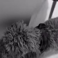 Uniknya Aurelie dan Tyler meminta bantuan anjing mereka untuk mengungkap jenis kelamin si jabang bayi. Jenis kelamin tersebut terungkap dari kalung bandana yang dikenakan anjingnya. Foto: Instagram/@aurelie