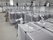 Potret Pabrik Nyamuk Super untuk Lawan Demam Berdarah di Brasil