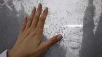 Bakteri Wolbachia mencegah nyamuk menularkan demam berdarah dan penyakit lain seperti Zika atau Chikungunya. Oleh karena itu, petugas kesehatan masyarakat melepaskan nyamuk hasil biakan laboratorium yang terinfeksi Wolbachia untuk berkembang biak dengan populasi nyamuk lokal dan menularkan bakteri yang menghambat penularan virus. Metode ini telah melindungi lebih dari 5 juta orang di delapan kota di Brasil sejak 2014, menurut Kementerian Kesehatan Brasil. Foto: REUTERS/Rodolfo Buhrer