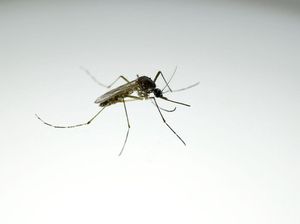 Rencana Google Lepas 32 Juta Nyamuk Wolbachia Ditentang Warga