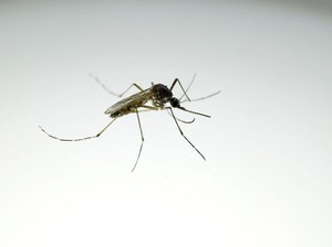 Untuk Pertama Kalinya, Ditemukan Nyamuk di Islandia