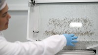 Seorang pekerja berdiri di dekat larva Aedes aegypti dengan bakteri Wolbachia penghambat demam berdarah di sebuah laboratorium di pabrik Wolbito do Brasil di Curitiba, negara bagian Parana, Brasil. Foto: REUTERS/Rodolfo Buhrer