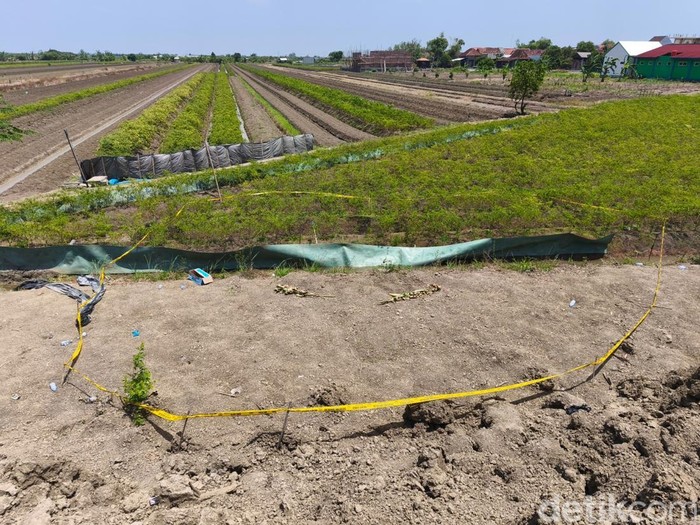 Lokasi dua remaja tewas kesetrum jebakan tikus di sawah dekat Lapangan Desa Pasir, Mijen, Demak, Senin (22/9/2025).