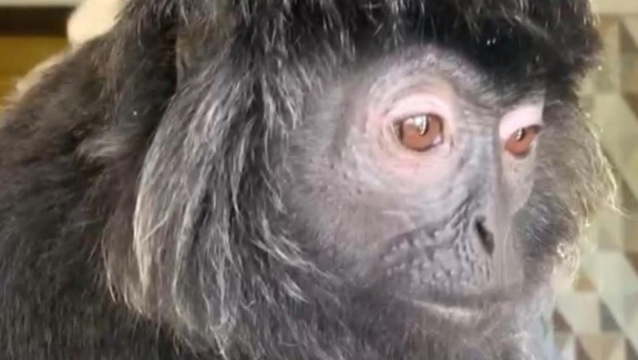 Lutung peliharaan yang lepas dari rantai berada di ruang dapur sebelum akhirnya dievakuasi Damkar Ciamis.