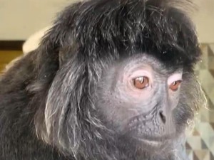 9 Tahun Dipelihara, Lutung Puber Kabur dan Bikin Panik Warga Ciamis