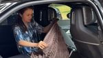 Keren! Michelle Ziudith Urus 12 Mobil Sendiri