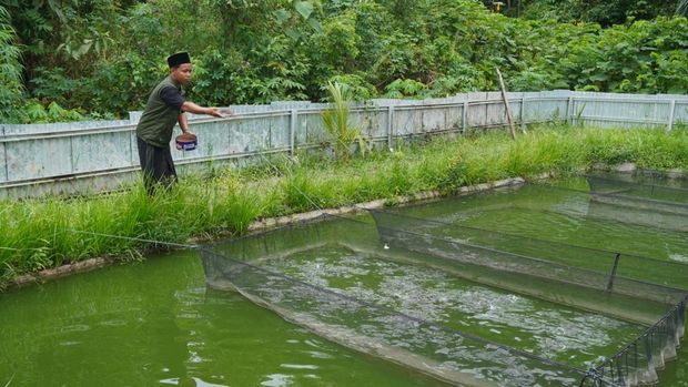 Penampakan kolam patin yang dibudidaya di Ponpes Al-Muttaqin Jambi