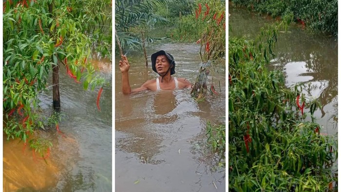 Perkebunan cabai di Musi Rawas terendam banjir