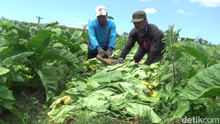 Petani tembakau di Lumajang