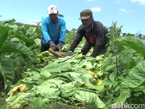 Musim Kemarau Bikin Petani Tembakau Lumajang Raup Cuan Ratusan Juta