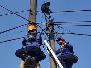 Cerita Damkar Evakuasi Lutung dalam Ancaman Bahaya Listrik Tegangan Tinggi