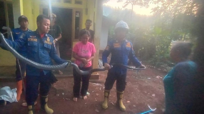 Petugas Damkar Sumedang saat mengevakuasi ular king kobra.