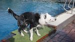 Potret Anjing-anjing Rayakan Akhir Musim Panas di Kolam Berlin