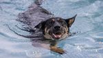 Potret Anjing-anjing Rayakan Akhir Musim Panas di Kolam Berlin