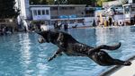 Potret Anjing-anjing Rayakan Akhir Musim Panas di Kolam Berlin