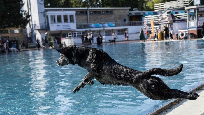 Potret Anjing-anjing Rayakan Akhir Musim Panas di Kolam Berlin Dogs jump into one of 14 summer pools in which dogs are allowed to swim, before the end of the outdoor pool season, in Berlin, Germany, September 21, 2025. REUTERS/Nadja Wohlleben