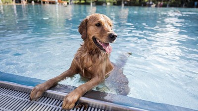 Potret Anjing-anjing Rayakan Akhir Musim Panas di Kolam Berlin
