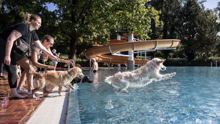 Potret Anjing-anjing Rayakan Akhir Musim Panas di Kolam Berlin Dogs jump into one of 14 summer pools in which dogs are allowed to swim, before the end of the outdoor pool season, in Berlin, Germany, September 21, 2025. REUTERS/Nadja Wohlleben