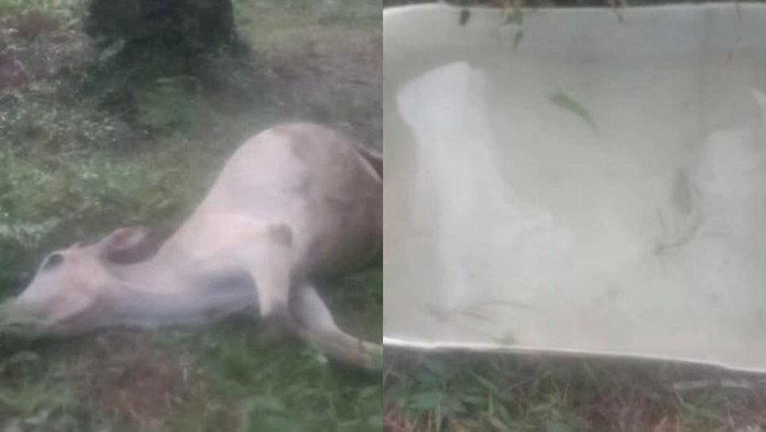 Sapi di Bungo, Jambi, mati keracunan di kebun sawit