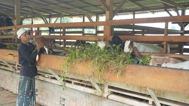 Selain sektor pertanian, Ponpes Al-Muttaqin Jambi juga merawat kambing sebagai bentuk ketahanan pangan mandiri