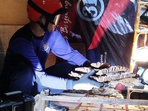 Warga Ponorogo Diserang Tawon Vespa yang Besarang dalam Kamar