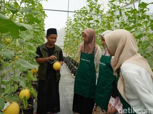 Santri di Jambi Bertani Wujudkan Ketahanan Pangan Pesantren