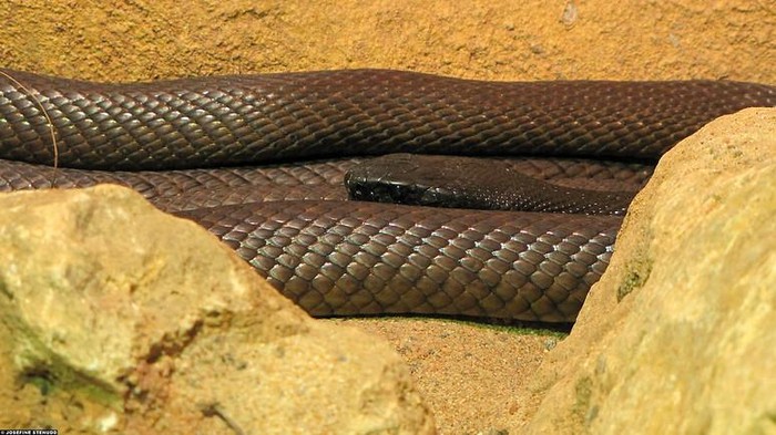 Ular Inland Taipan