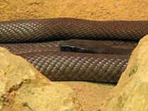 Urutan Ular Paling Berbisa di Dunia, Kobra dan Weling Nomor Berapa?