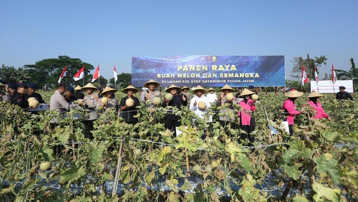 Brimob Polda Jatim Panen Raya Melon dan Semangka di Sidoarjo