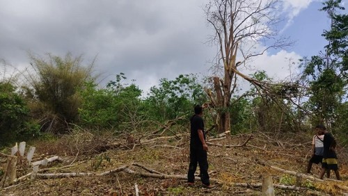 Kanit Intelkam Polsek Amfoang Utara, Bripka Nikolaus Yupin, melakukan olah TKP warga tewas akibat jatuh dari pohon di Kebun Nepelu, Desa Honuk, Kecamatan Amfoang Barat Laut, Kabupaten Kupang, NTT, Selasa (23/9/2025). (Dok. Polsek Amfoang Utara)
