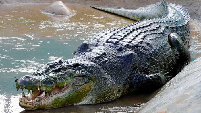 Lolong buaya terbesar di dunia