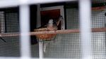 Melihat Perternakan Burung Perkutut di Malang