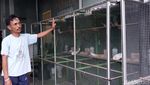 Melihat Perternakan Burung Perkutut di Malang