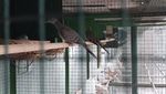 Melihat Perternakan Burung Perkutut di Malang