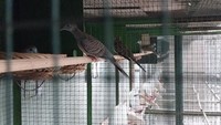 Peria berusia 55 tahun itu menceritakan, awal dia merintis usahanya bermula dari rasa penasaran setelah mengetahui bahwa burung perkutut khusus lomba bisa terjual sampai ratusan juta untuk satu ekor.