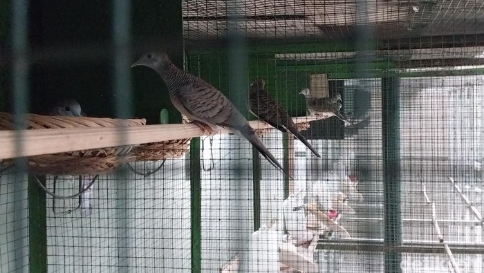 Mengenal Budidaya Burung Perkutut Lomba di Malang