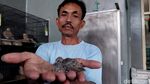 Melihat Perternakan Burung Perkutut di Malang