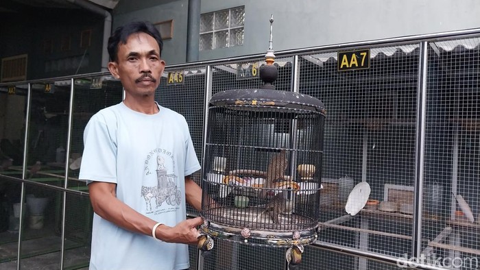 Mengenal Budidaya Burung Perkutut Lomba di Malang
