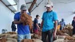 Semringah Petani Tembakau Lumajang Raup Cuan Ratusan Juta