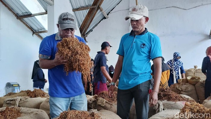 Petani Tembakau di Lumajang Petani Tembakau di Lumajang