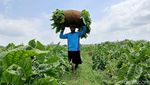 Semringah Petani Tembakau Lumajang Raup Cuan Ratusan Juta