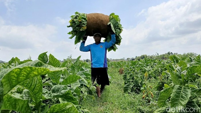 Petani Tembakau di Lumajang