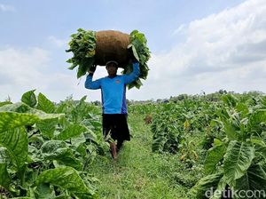 Petani Tembakau di Jawa Barat Kompak Tolak Sederet Aturan Menekan Ini