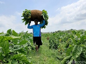 Petani Tembakau di Jawa Barat Kompak Tolak Sederet Aturan Menekan Ini