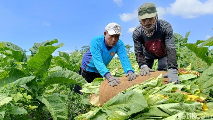 Petani Tembakau di Lumajang