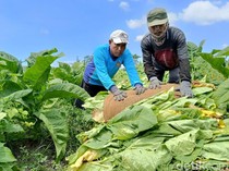 Dari Petani hingga Pelinting, Tembakau Hidupi Ekonomi Daerah