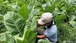 Semringah Petani Tembakau Lumajang Raup Cuan Ratusan Juta