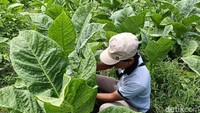 Harga tembakau tahun ini cukup menjanjikan, white burley dihargai Rp 57.000 per kilogram, sementara kasturi mencapai Rp 60.000 per kilogram. Dengan hasil panen itu, petani bisa mengantongi cuan hingga ratusan juta rupiah per hektare.